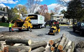 Best Commercial Tree Removal  in Robinhood, MS