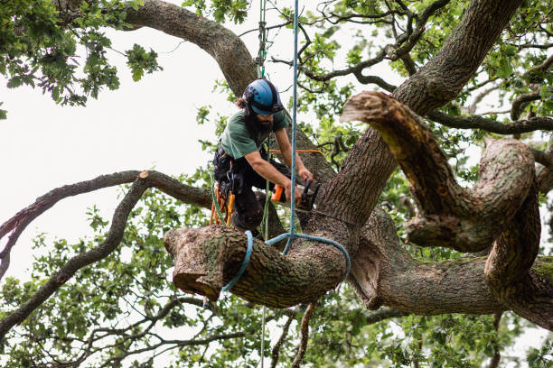 Best Tree Preservation Services  in Robinhood, MS