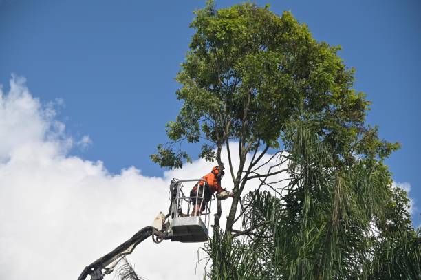 How Our Tree Care Process Works  in  Robinhood, MS