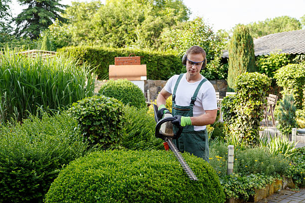 Organic Lawn Care Solutions in Robinhood, MS