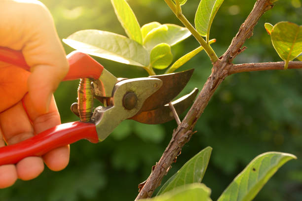  Robinhood, MS Tree Removal Services Pros